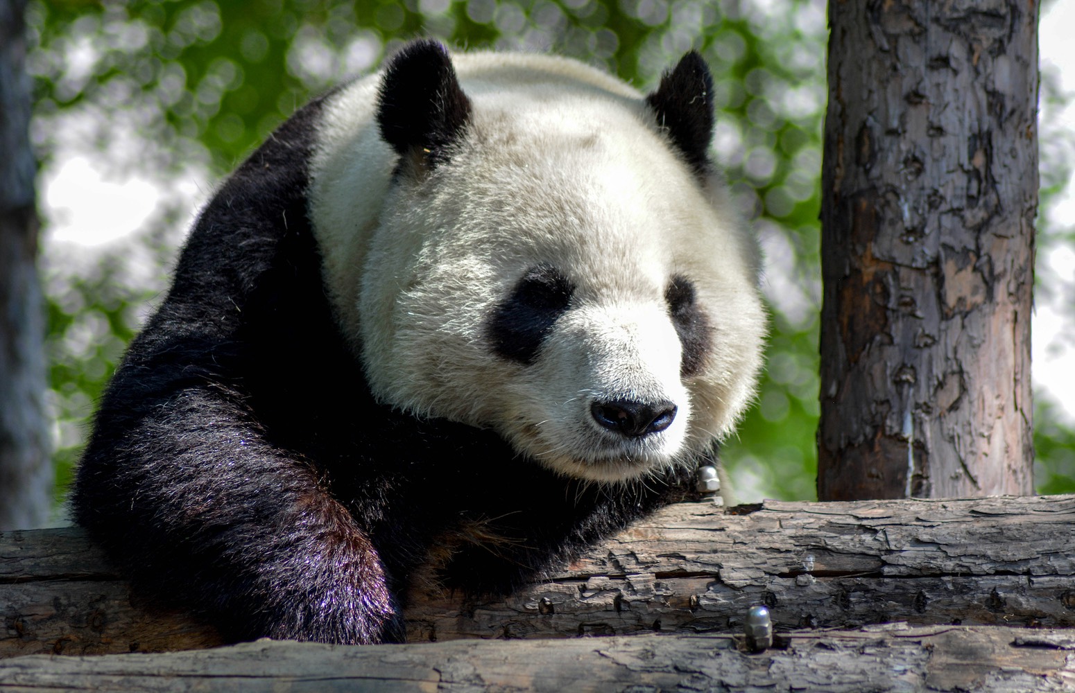 Panda zoológico de Pekín