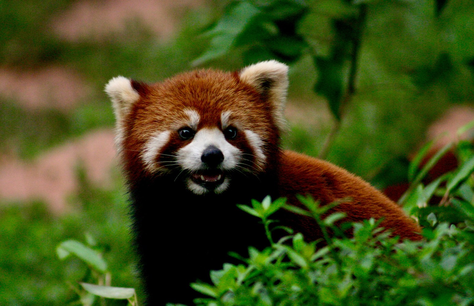 zoológico de Pekín China